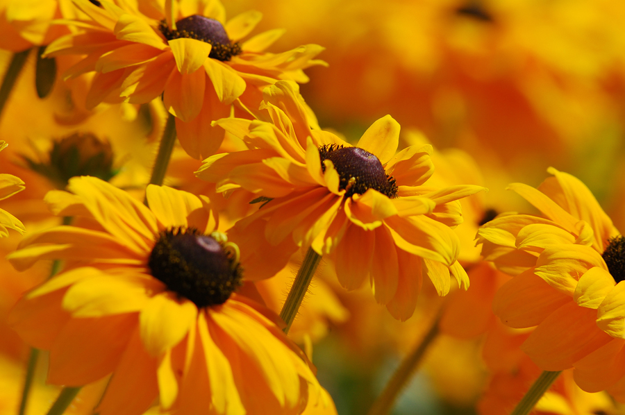 bigstockphoto Yellow Flowers 176115 | About